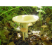 Мицелий Говорушки ворончатой (Clitocybe gibba)